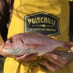 Poiscaille