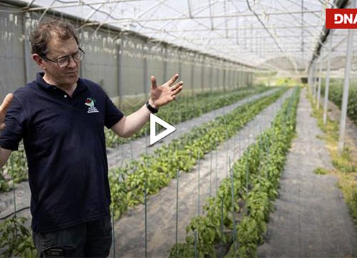 [REVUE DE PRESSE] Des piments de Sélestat